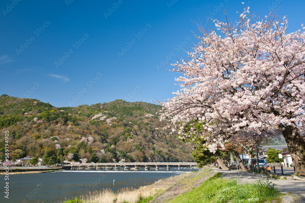 Cherry Blossoms in Full Bloom in Arashiyama Kyoto Cherry Blossoms in Full Bloom in Arashiyama Kyoto