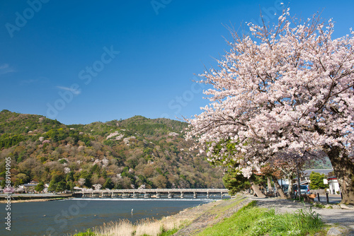 Cherry Blossoms in Full Bloom in Arashiyama Kyoto