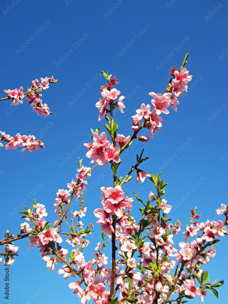 Fiori rosa di pesco selvatico con cielo limpido azzurro Fiori rosa di pesco selvatico con cielo limpido azzurro