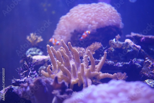 Coral bleaching in the tank