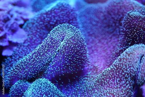 Coral anemones carpet in terrarium