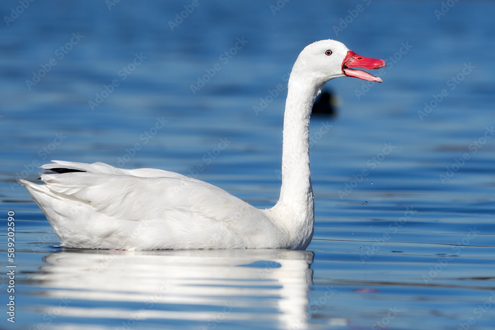 Fototapeta premium Cisne coscoroba