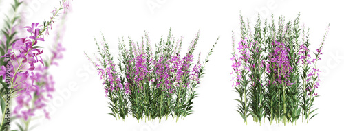 Fireweed (Epilobium Angustifolium) plant with purple flowers isolated on transparent background. 3D render.