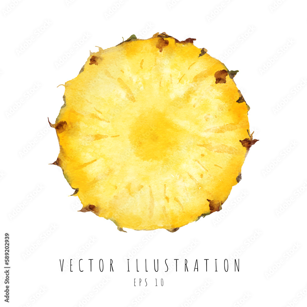 Pineapple cross section watercolor painting isolated on white background. Vector illustration Pineapple cross section watercolor painting isolated on white background. Vector illustration