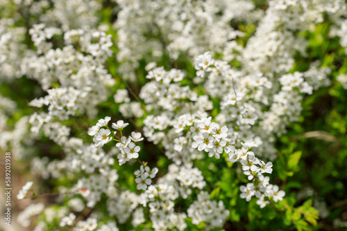 白いユキヤナギの花