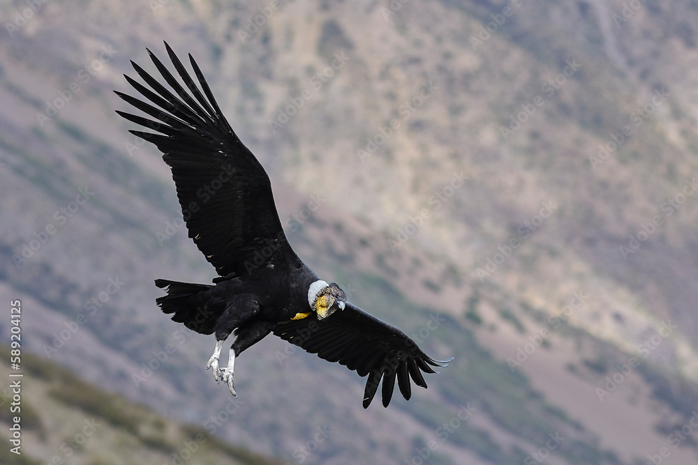 Naklejka premium Condor al vuelo