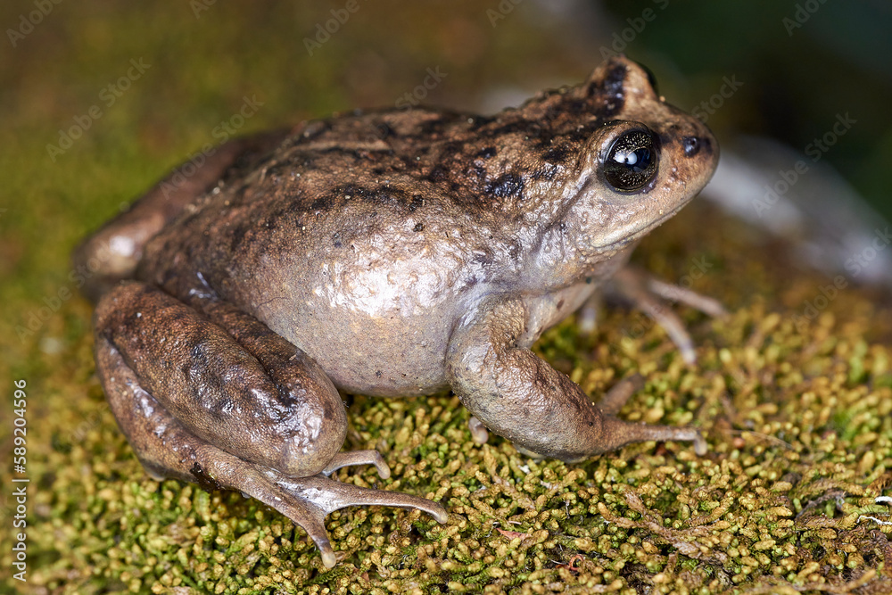 Obraz premium Sapo posado