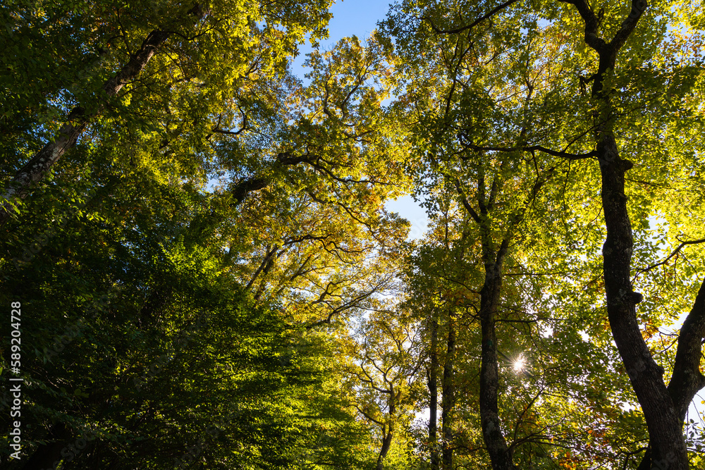 lush forest background. Orange and green leaves of trees. lush forest background. Orange and green leaves of trees.