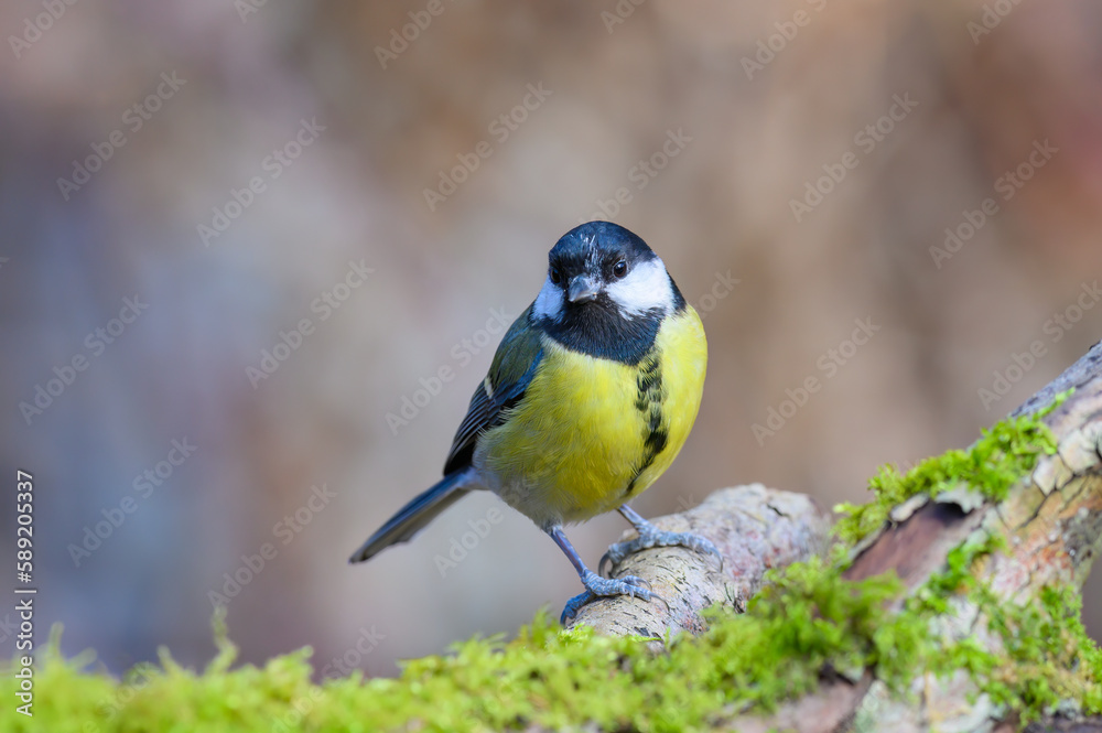 Great Tit, Parus Major, perched on a moss covered tree branch, front view, looking ahead Great Tit, Parus Major, perched on a moss covered tree branch, front view, looking ahead