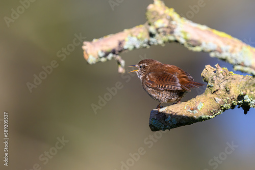 Wren, Troglodytes troglodytes, perched on a lichen covered branch.  Singing, Looking left