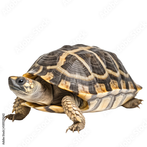 brown turtle isolated on white