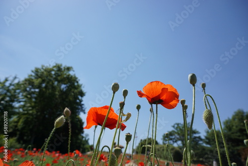 Low angle photography of red flower poppy, Red poppies and  poppy buds
