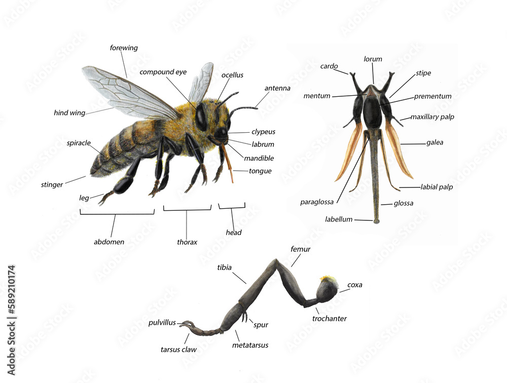  anatomy of bee - obrazy, fototapety, plakaty 