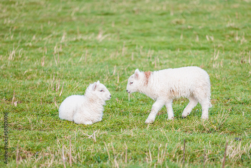 Baby sheep and family in farm, meadow in spring © gormakuma