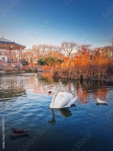 White swan and mandarin ducks floating on the lake in the park of Asnieres sur Seine city hall, France photo