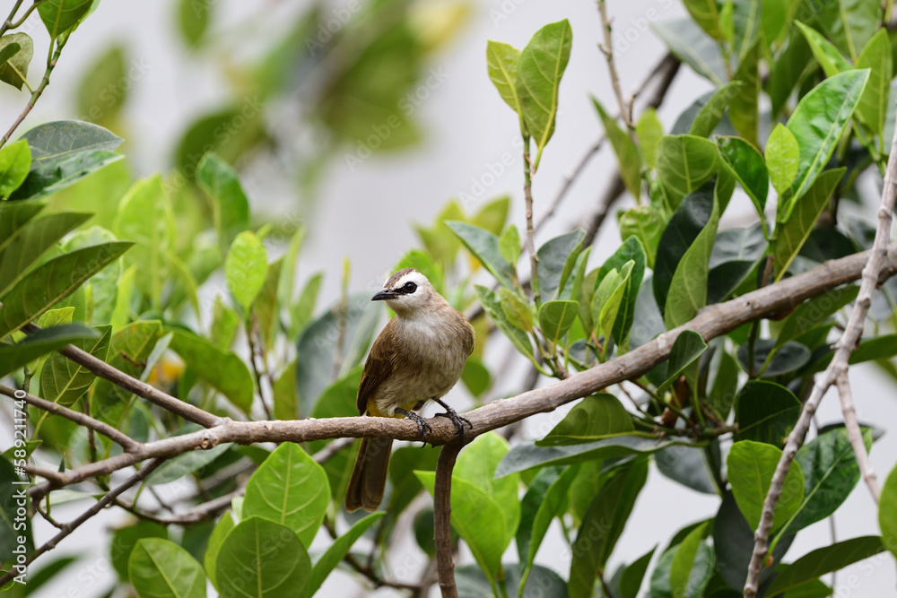Fototapeta premium Yellow - vented Bulbul