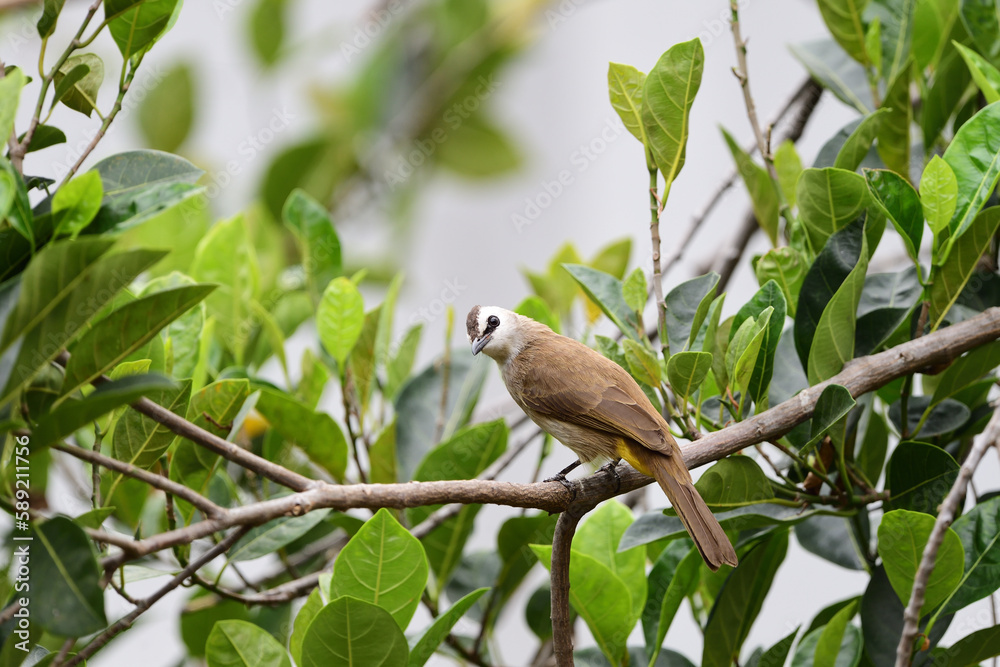 Fototapeta premium Yellow - vented Bulbul