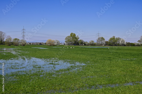 Flooded meadow with birdlife. Storks and herons.