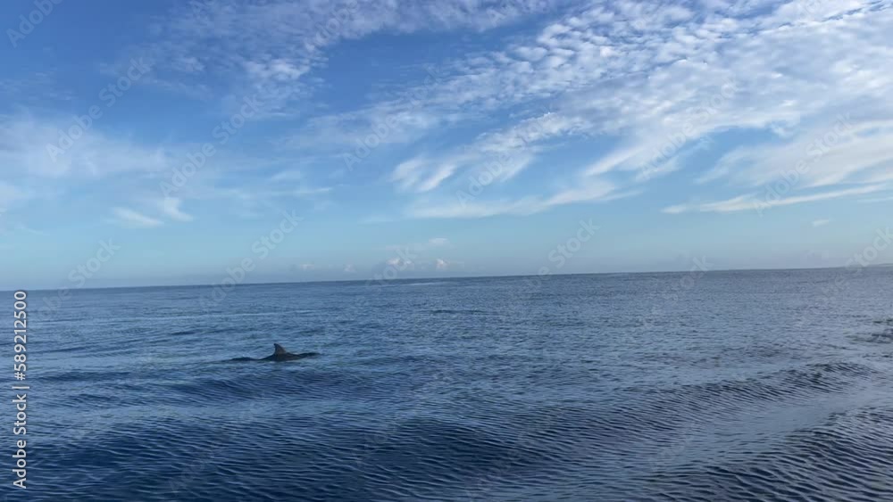 Swimming with dolphins in Le Morne Mauritius. Looking at swimming dolphins from boat. Wild dolphins in Indian Ocean. Swimming with dolphins in Le Morne Mauritius. Looking at swimming dolphins from boat. Wild dolphins in Indian Ocean.