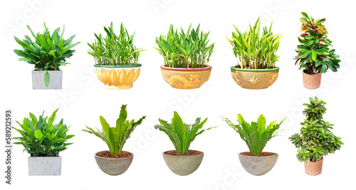 Collection ornamental trees and shrubs (ficus, fig) with colorful foliage. in clay pots for home and garden decoration. Total of 10 trees. (png) Isolated on white background. collage with herbs.