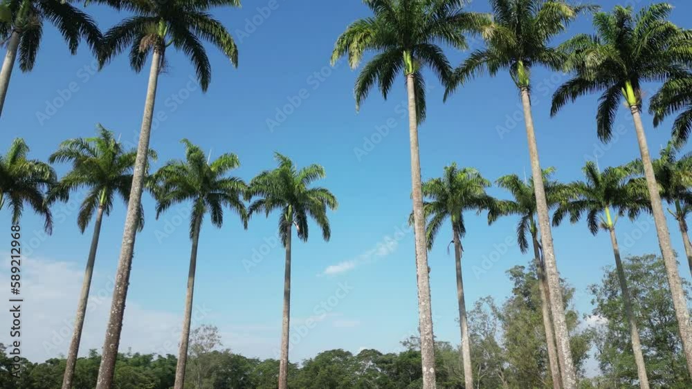 Palmeiras linda num parque com fundo para o ceu azul. Palmeiras linda num parque com fundo para o ceu azul.