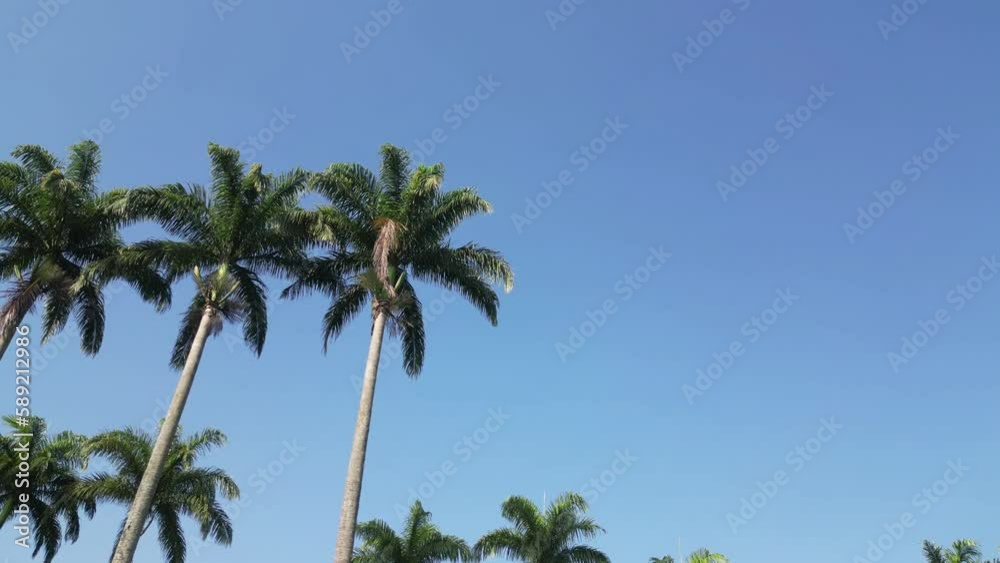 Palmeiras linda num parque com fundo para o ceu azul.