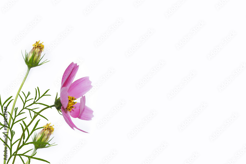 Bright colorful cosmos flowers isolated on white background.