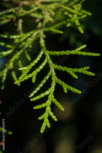 branch of cypress  cupressus leaf macro shot on dark background. coniferous trees and bushes  wild forest flora
