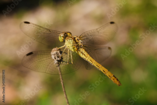 soft focused macro shot of dragonfly sitting on plant, life of insects © elenaseiryk