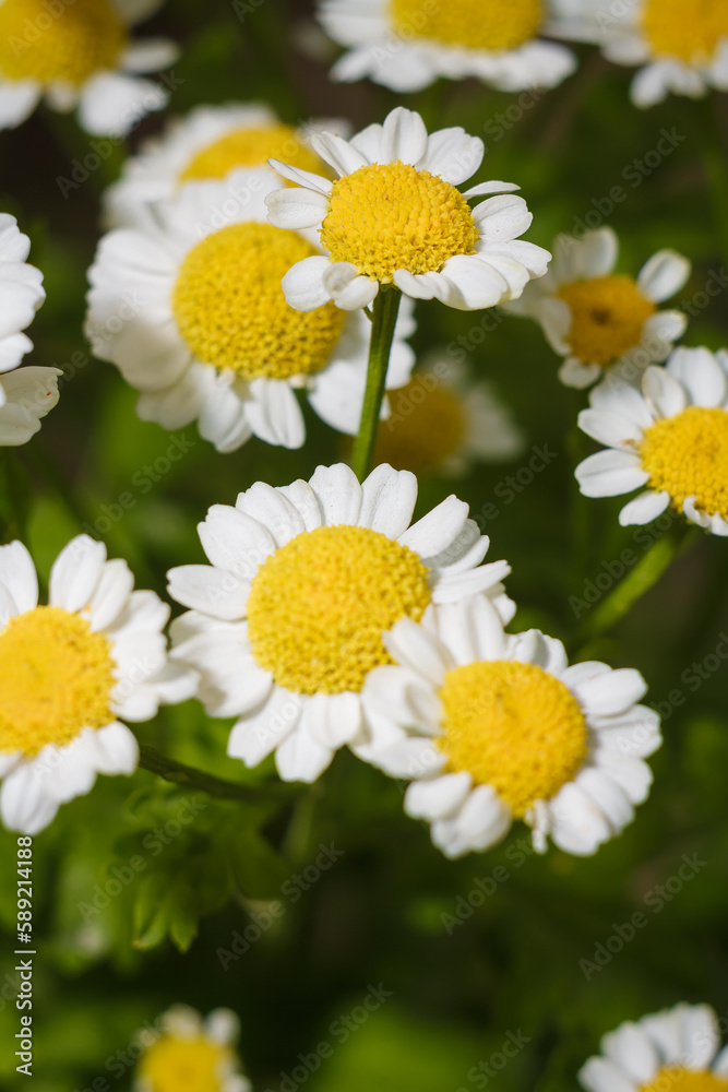 Fototapeta premium Chamaemelum nobile also known as chamomile or camomile. Soft focused vertical macro shot