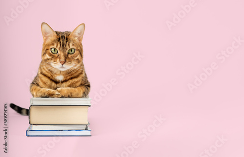 Wallpaper Mural Bengal cat with a pile of books on a colored background. Torontodigital.ca