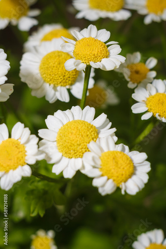 Chamaemelum nobile also known as chamomile or camomile. Soft focused vertical macro shot