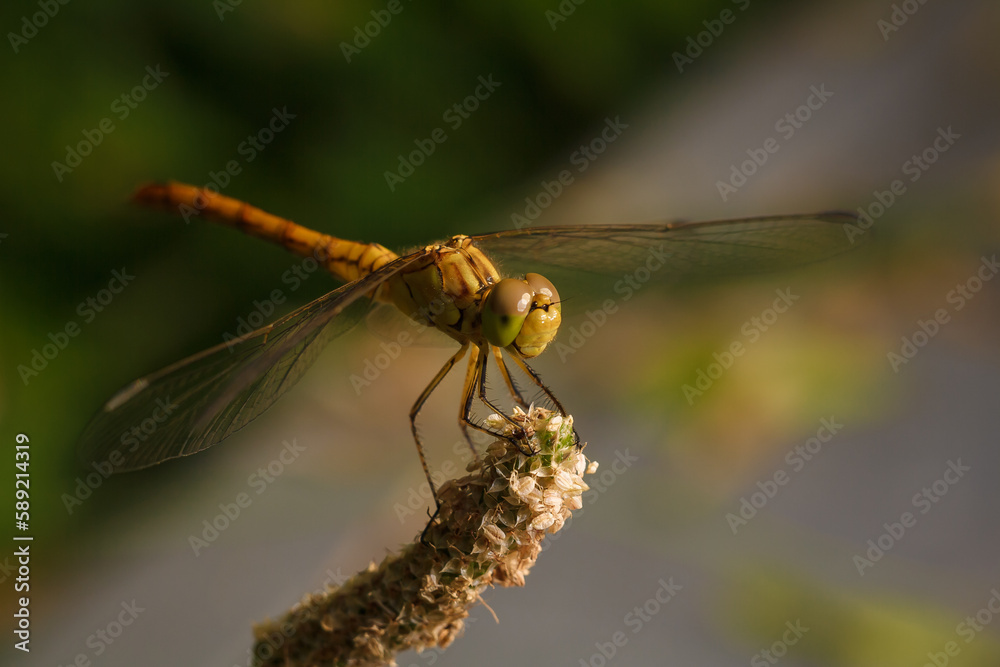 soft focused macro shot of dragonfly sitting on plant, life of insects soft focused macro shot of dragonfly sitting on plant, life of insects