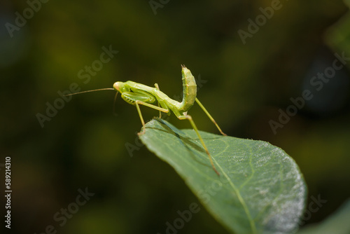 Little green young European mantis or mantis religiosa sitting on snowberry bush branch. Insects and flora. Soft focused macro shot