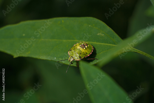 Green vegetable stink bug nezara viridula, southern shield bug on green leaf. Soft focused macro shot photo