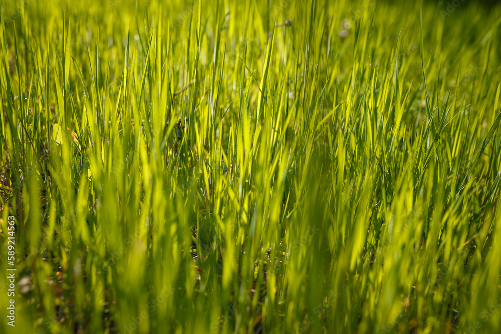 Soft focused shot of green young grass sprouts in the forest, meadow or pasture. Spring time nature, natural background