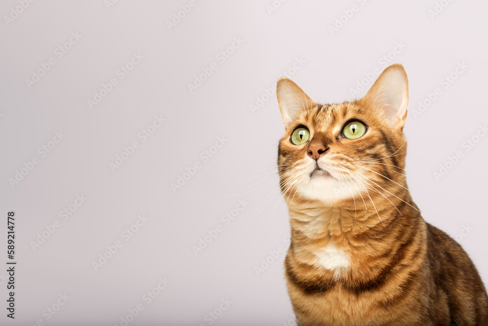 The head of a Bengal cat looks to the side with interest on a colored background.