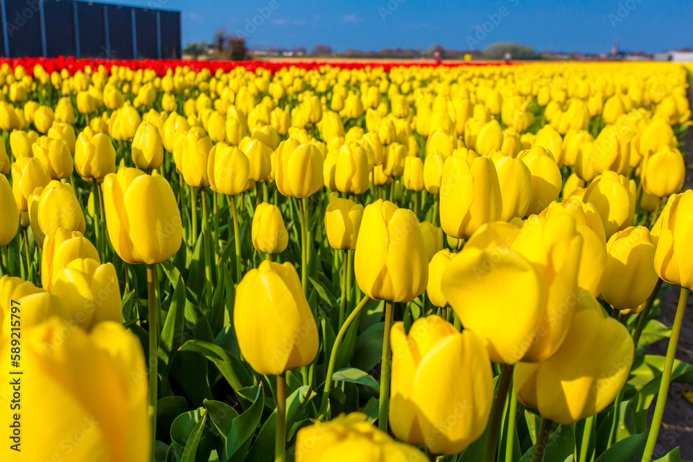 Tulip farm in Netherland during spring season Tulip farm in Netherland during spring season