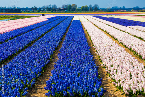 Hyacinth field in Netherlands in spring season