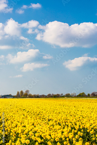 Tulip farm in Netherland during spring season