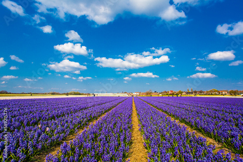 Hyacinth field in Netherlands in spring season