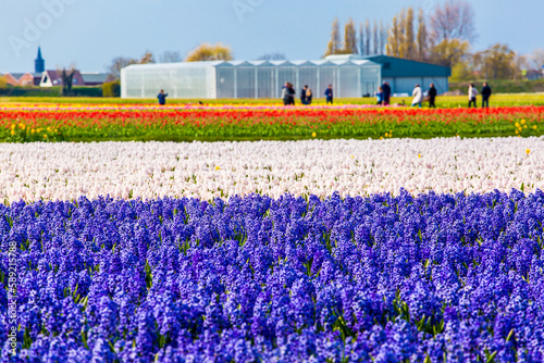 Hyacinth field in Netherlands in spring season