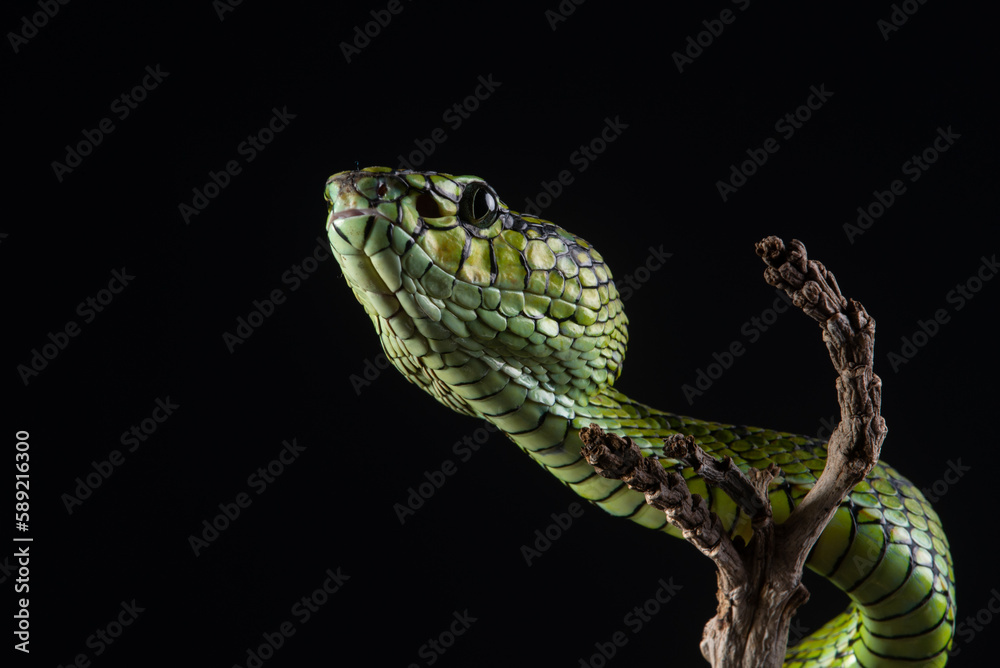 Obraz premium close up of a sumatra pit viper Trimeresurus sumatranus native to sumatra island, malaysia, and Thailand hanging on a branch with black background