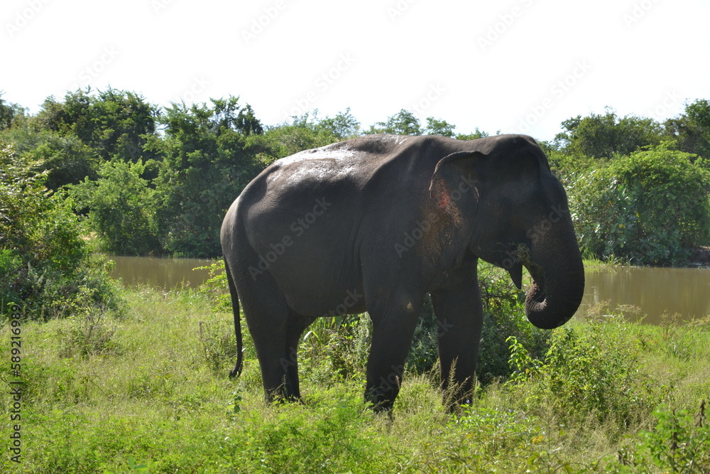 Fototapeta premium Wasgamuwa National Park Safari