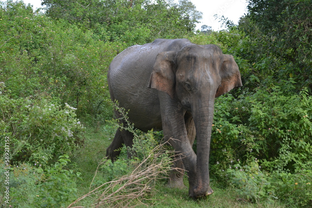 Wasgamuwa National Park Safari