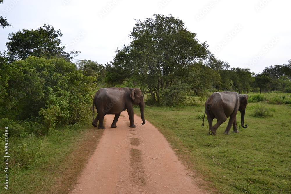 Fototapeta premium Wasgamuwa National Park Safari