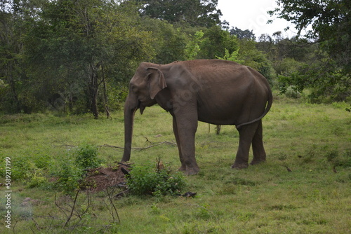 Wasgamuwa National Park Safari