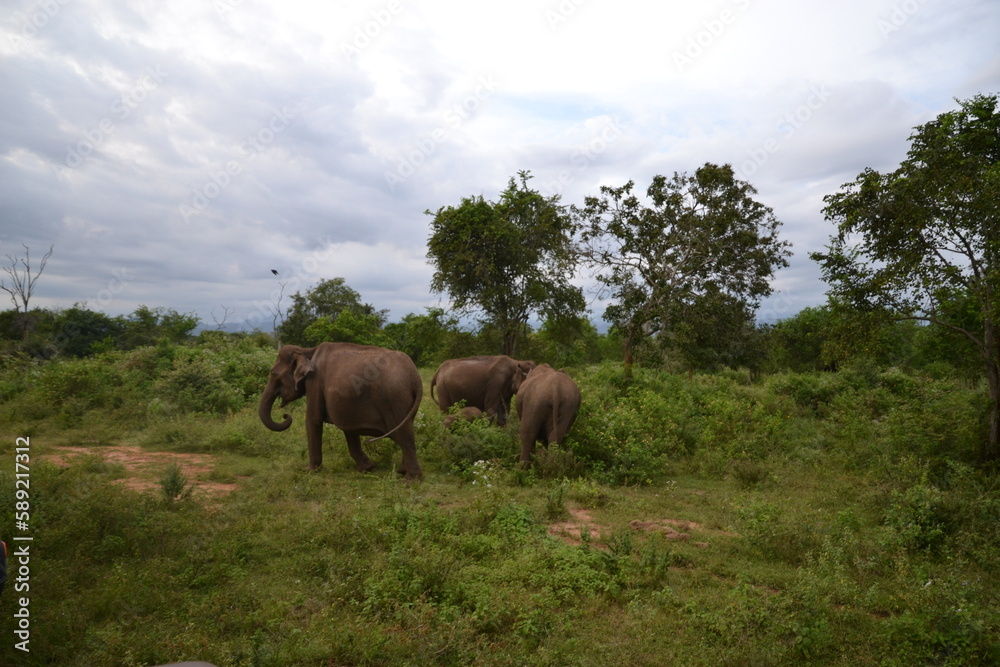 Naklejka premium Wasgamuwa National Park Safari