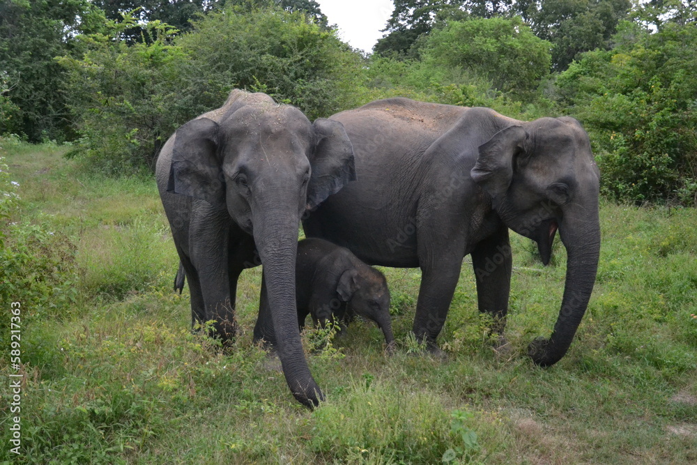 Obraz premium Wasgamuwa National Park Safari