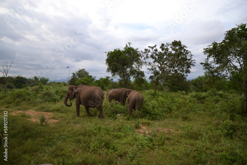 Wasgamuwa National Park Safari